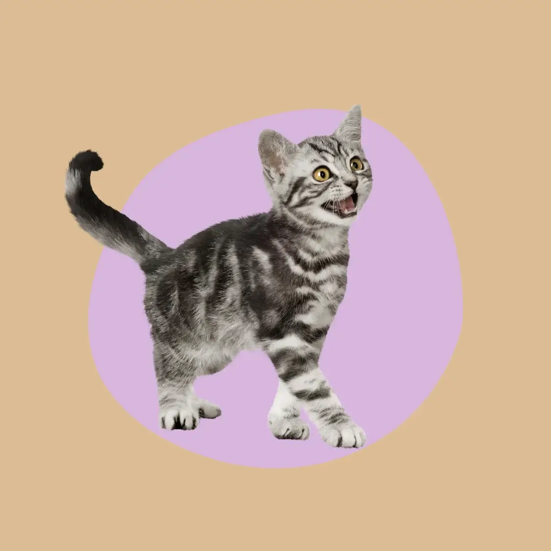 observation et analyse du comportement