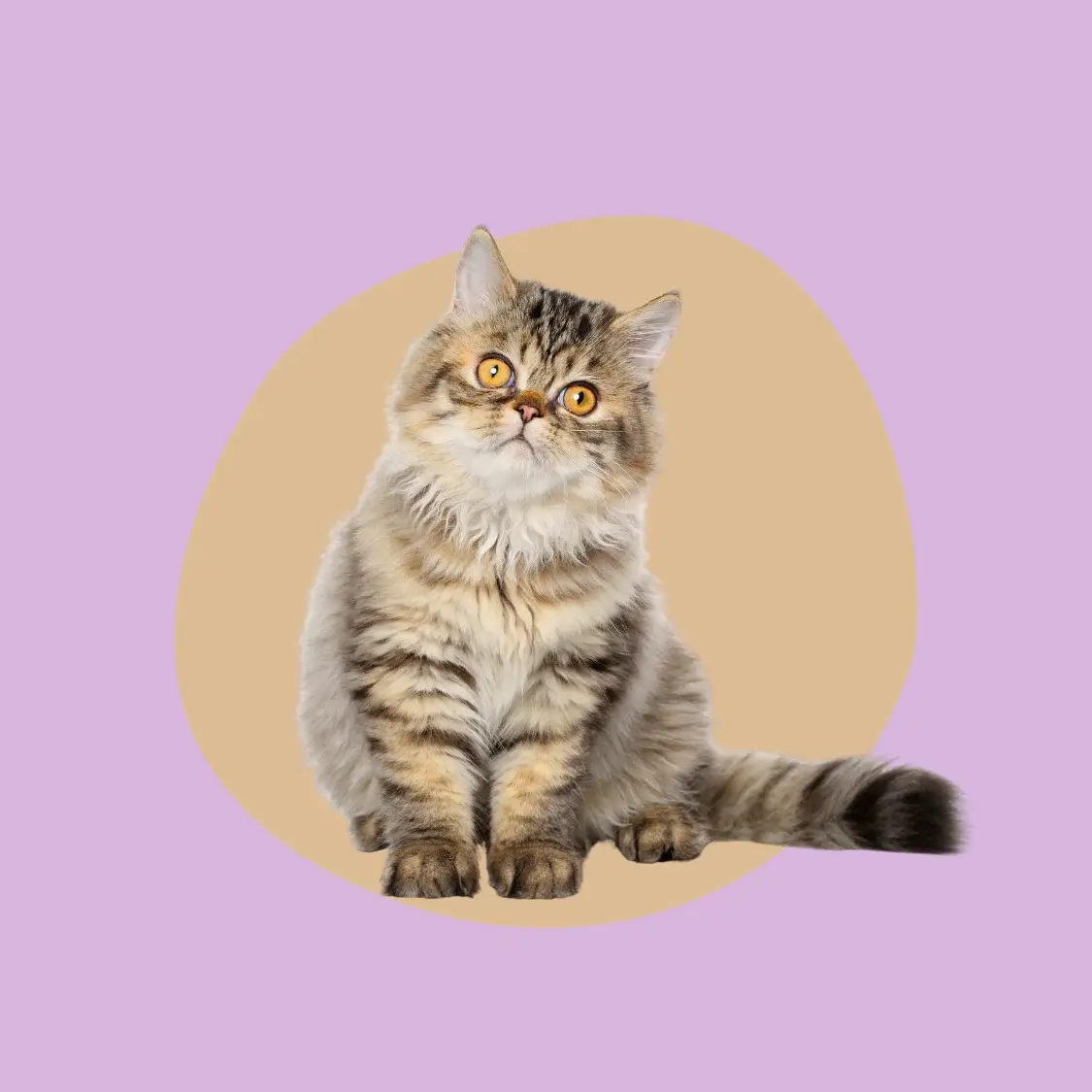 propositions de solutions personnalisees