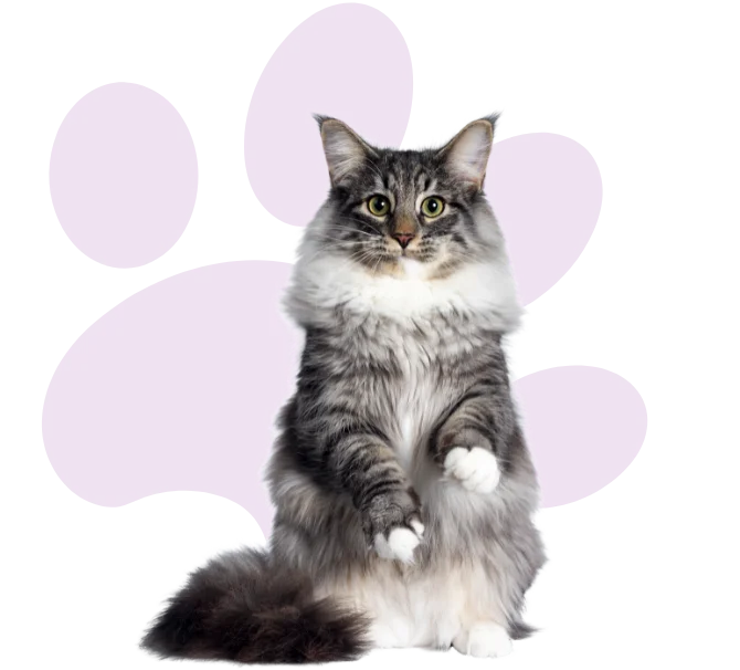 comportementaliste felin