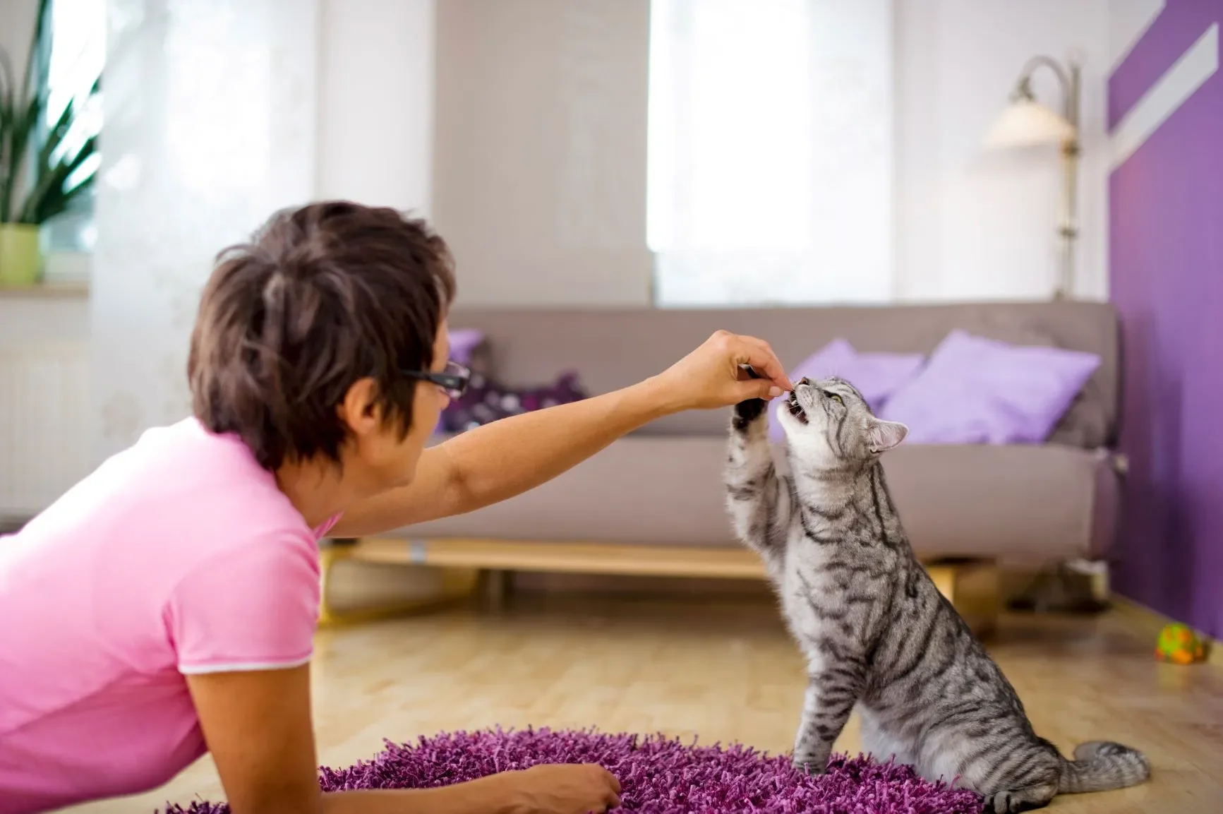 comportementaliste-chat